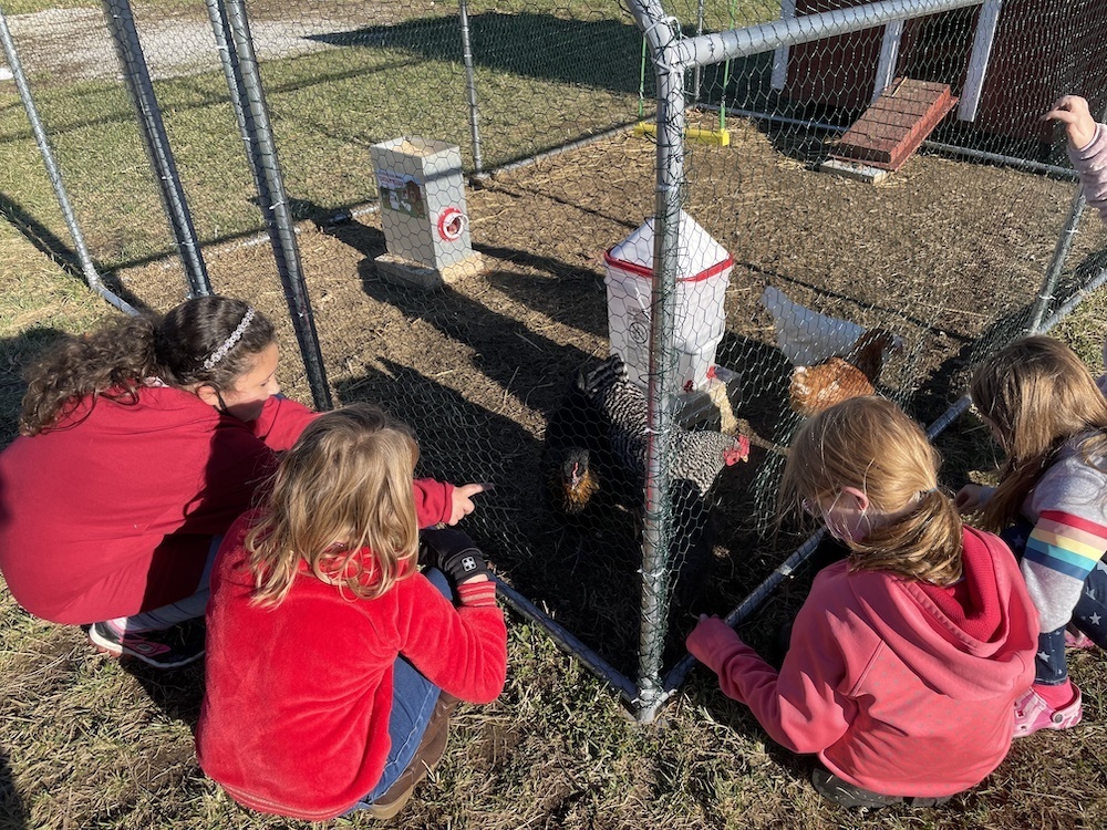 Children around a chicken coop