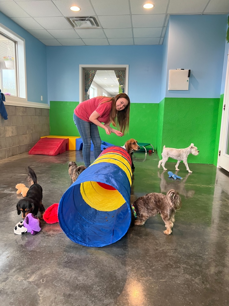 Student Eliza Gray watches several puppies as they try to figure out a cloth tunnel.