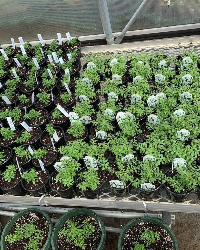 rows of herbs