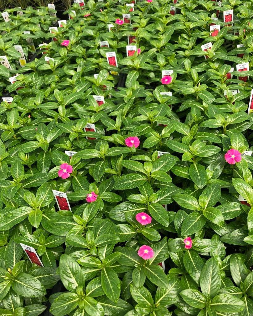 rows of pink flower