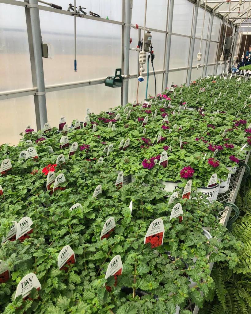 rows of flowering plants in greenhouse