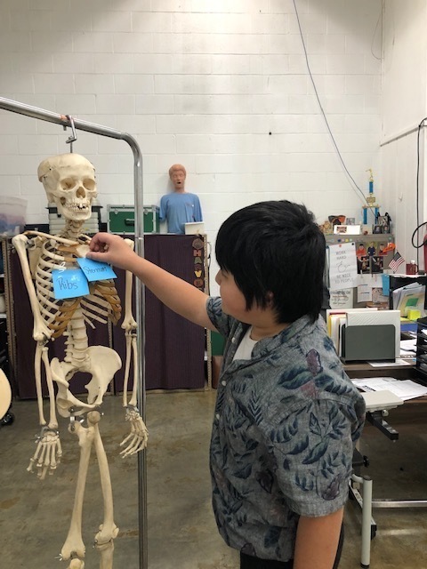 boy touching hanging skeleton model