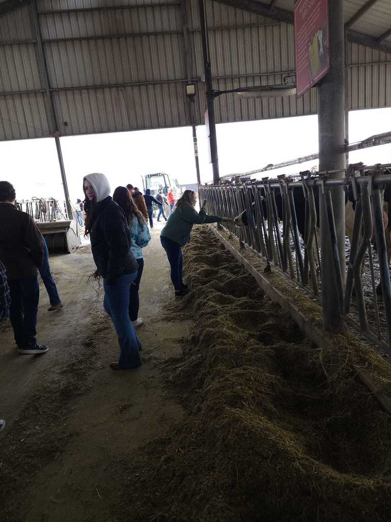students looking through a dairy barn